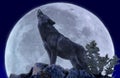 European Wolf, canis lupus, Adult Howling at the Moon Royalty Free Stock Photo