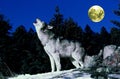 European Wolf, canis lupus, Adult Howling at the Moon