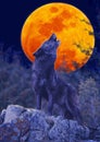 EUROPEAN WOLF canis lupus, ADULT HOWLING AT MOON Royalty Free Stock Photo