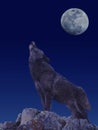 EUROPEAN WOLF canis lupus, ADULT ON ROCK BAYING AT THE MOON Royalty Free Stock Photo