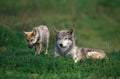 EUROPEAN WOLF canis lupus, FEMALE LAYING DOWN IN GRASS WITH YOUNG Royalty Free Stock Photo