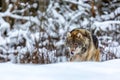 European wolf Canis Lupus in natural habitat. Wild life. Timber wolf in snowy winter forest Royalty Free Stock Photo