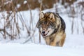 European wolf Canis Lupus in natural habitat. Wild life. Timber wolf in snowy winter forest Royalty Free Stock Photo