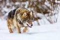 European wolf Canis Lupus in natural habitat. Wild life. Timber wolf in snowy winter forest Royalty Free Stock Photo