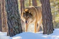 European wolf Canis Lupus in natural habitat. Wild life. Timber wolf in snowy winter forest Royalty Free Stock Photo