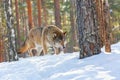 European wolf Canis Lupus in natural habitat. Wild life. Timber wolf in snowy winter forest Royalty Free Stock Photo