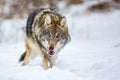 European wolf Canis Lupus in natural habitat. Wild life. Timber wolf in snowy winter forest Royalty Free Stock Photo