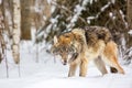 European wolf Canis Lupus in natural habitat. Wild life. Timber wolf in snowy winter forest Royalty Free Stock Photo