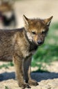 European Wolf, canis lupus, Pup Royalty Free Stock Photo