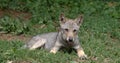 European Wolf, canis lupus, Pup laying, France Royalty Free Stock Photo