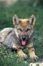 EUROPEAN WOLF canis lupus, PUP LAYING ON GRASS Royalty Free Stock Photo