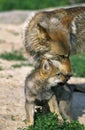 European Wolf, canis lupus, Pup with Mother Royalty Free Stock Photo