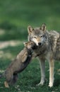 European Wolf, canis lupus, Pup playing with Female Royalty Free Stock Photo