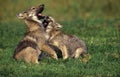 European Wolf, canis lupus, Pup playing on Grass Royalty Free Stock Photo