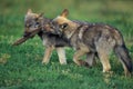 European Wolf, canis lupus, Pup playing with stick of Wood Royalty Free Stock Photo