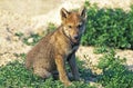 European Wolf, canis lupus, Pup sitting Royalty Free Stock Photo