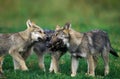 European Wolf, canis lupus, Pups playing Royalty Free Stock Photo