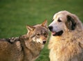 European Wolf canis lupus with a Pyrenean Mountain Dog Royalty Free Stock Photo