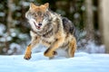 European wolf Canis Lupus running in natural habitat. Wild life. Timber wolf in snowy winter forest Royalty Free Stock Photo