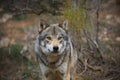 European wolf Royalty Free Stock Photo