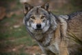 European wolf Royalty Free Stock Photo