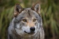 European wolf Royalty Free Stock Photo