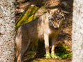 European wolf in the forest