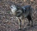 European wolf howling