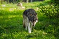 European Wolf prowling Royalty Free Stock Photo