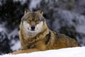 European wolf in snow Royalty Free Stock Photo