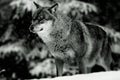 European Wolf in Winter Royalty Free Stock Photo