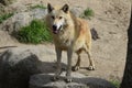 European wolf zoo madrid Royalty Free Stock Photo