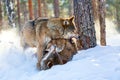 European wolves Canis Lupus fightning in natural habitat. Wild life. Timber wolves in snowy winter forest Royalty Free Stock Photo