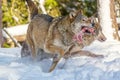 European wolves Canis Lupus in natural habitat. Wild life. Timber wolves running with meat in mouth in snowy winter forest Royalty Free Stock Photo