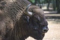 European wood bison or zubr close up