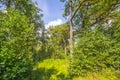 European wood-meadow Royalty Free Stock Photo