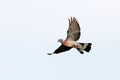European wood pigeon in flight