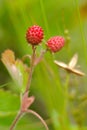 European wood wild strawberry,