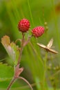 European wood wild strawberry, Fragaria vesca