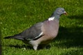 European Wood pigeon, Columba palumbus Royalty Free Stock Photo