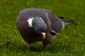 European Wood pigeon, Columba palumbus Royalty Free Stock Photo