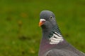 European Wood pigeon, Columba palumbus Royalty Free Stock Photo