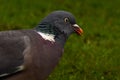European Wood pigeon, Columba palumbus Royalty Free Stock Photo