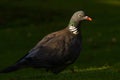 European Wood pigeon, Columba palumbus Royalty Free Stock Photo