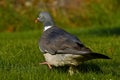 European Wood pigeon, Columba palumbus Royalty Free Stock Photo