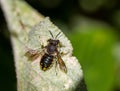 European wool carder bee - Anthidium manicatum - on Lambs ears - Stachys byzantina