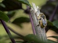 European wool carder bee sitting on a broken stem