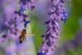 European worker Honey Bee Apis mellifera in flight Royalty Free Stock Photo