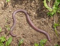 european worm lizard, Blanus cinereus in greece