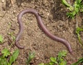 european worm lizard, Blanus cinereus in greece